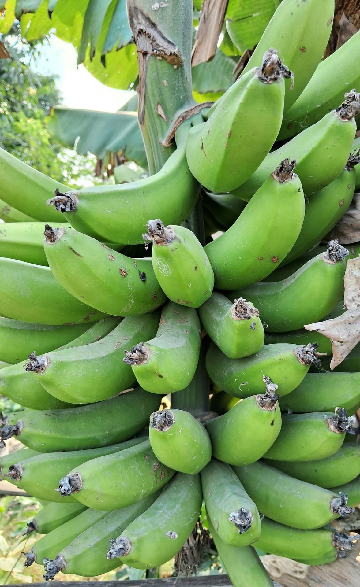 Bananen uit eigen rijperij