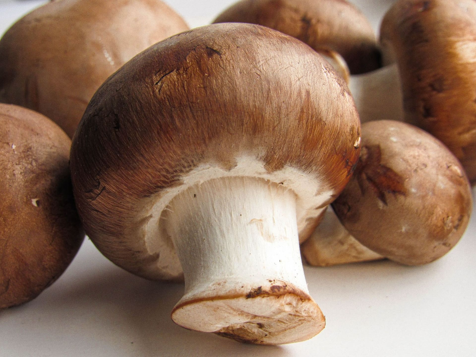 Paddenstoelen